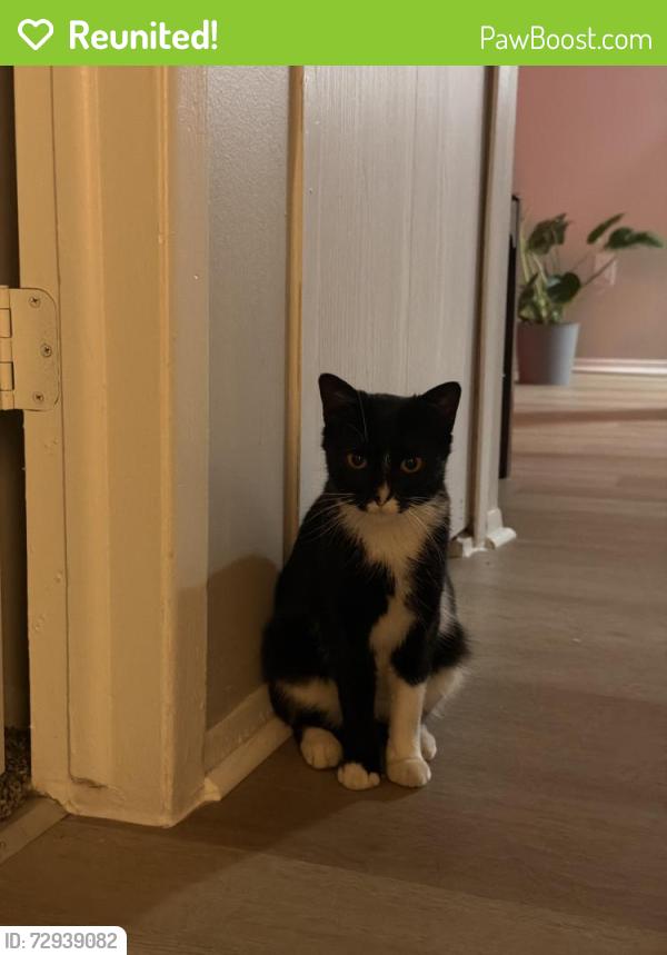 Reunited Female Cat last seen 11 mile and Evergreen, Southfield, MI 48076