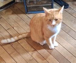 Reunited Male Cat last seen Embreville Rd, Johnson City, TN 37604, USA, Johnson City, TN 37604