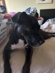 Found/Stray Female Dog last seen Austin Rd & Lathrop Rd, MANTECA , Manteca, CA 95337
