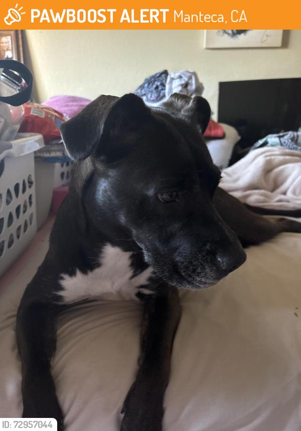 Found/Stray Female Dog last seen Austin Rd & Lathrop Rd, MANTECA , Manteca, CA 95337