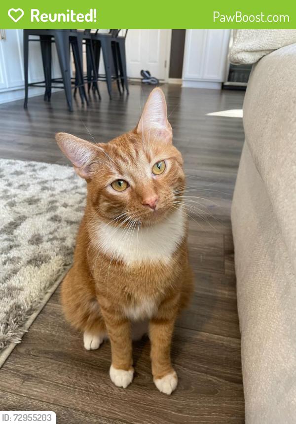 Reunited Male Cat last seen Rybolt & Wessleman, Cincinnati, OH 45248