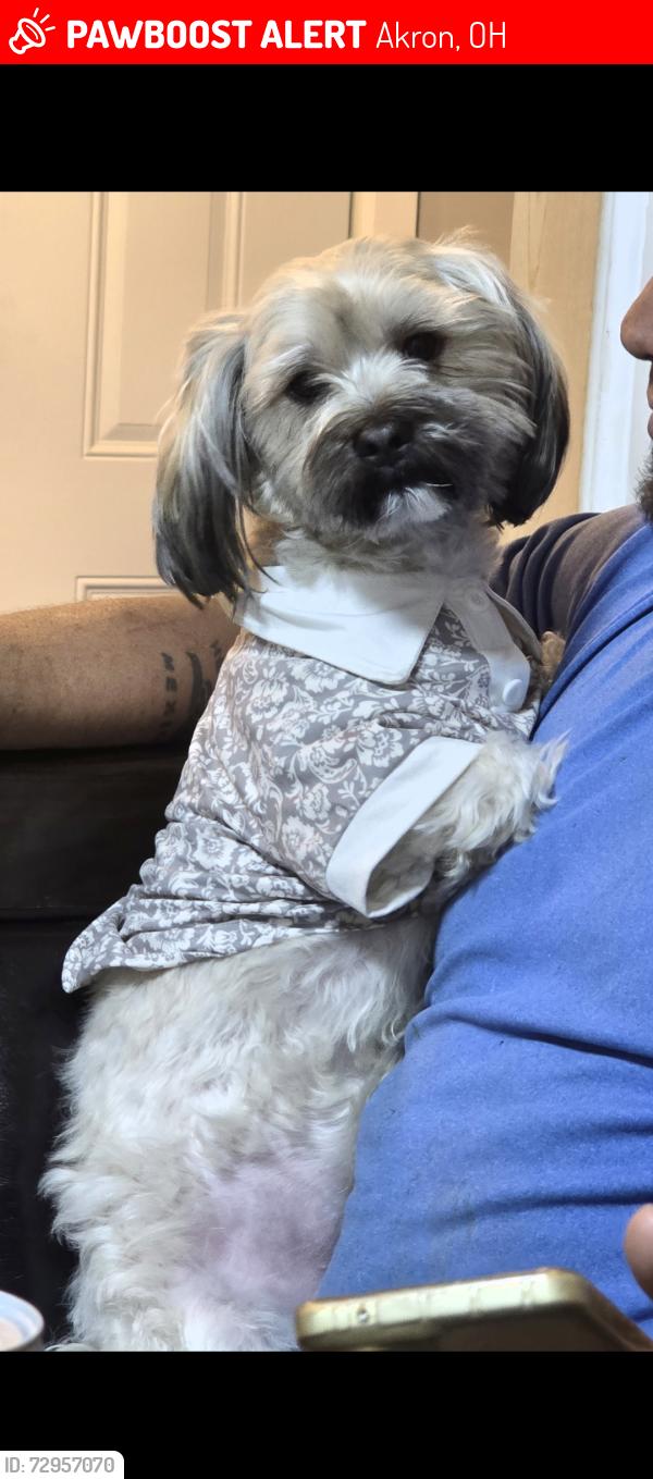 Lost Male Dog last seen Kelly ave, Arlington st, Akron, OH 44306
