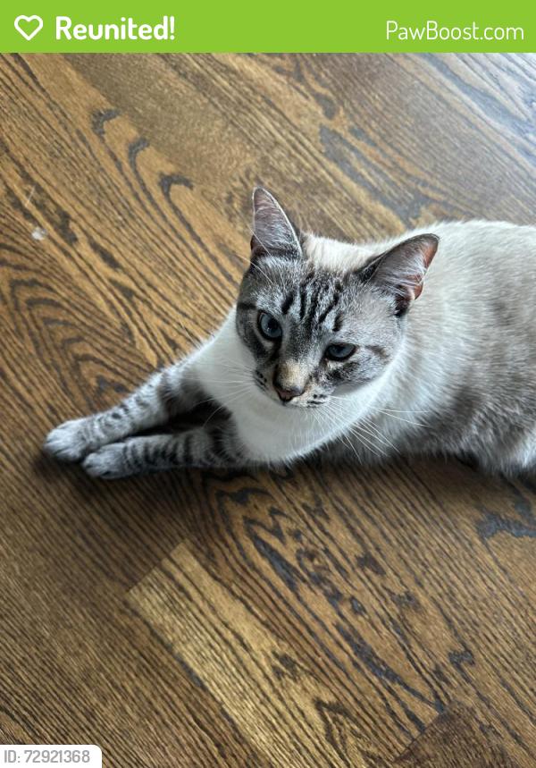 Reunited Male Cat last seen Dewes and Elm, Glenview, IL 60025