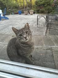 Lost Male Cat last seen Neighborhood near Central Elementary School in Wall, Wall Township, NJ 07719