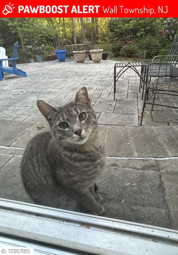 Lost Male Cat last seen Neighborhood near Central Elementary School in Wall, Wall Township, NJ 07719
