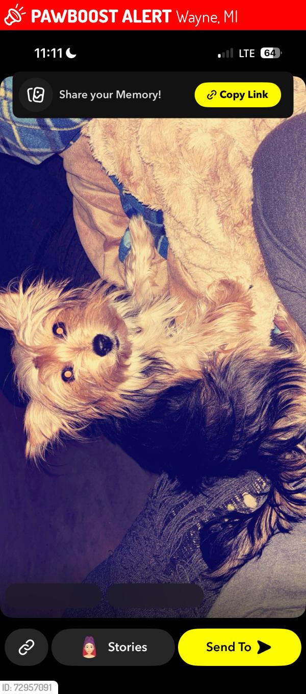 Lost Female Dog last seen Not sure , Wayne, MI 48184