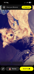 Lost Female Dog last seen Not sure , Wayne, MI 48184