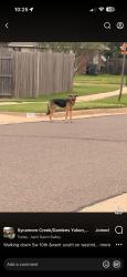 Found/Stray Unknown Dog last seen 12th and Westridge, Yukon, OK 73099