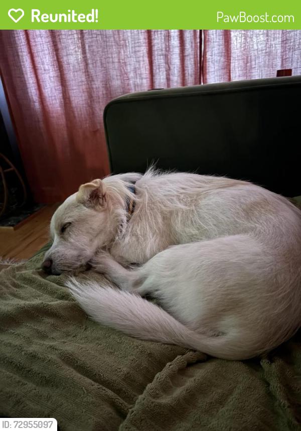 Reunited Female Dog last seen E Roy ST & 10th AVE, near Lowell Elementary, Seattle, WA 98102