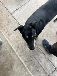 Reunited Female Dog last seen E 87th St & US-385, Odessa, TX 79765, USA, Odessa, TX 79764