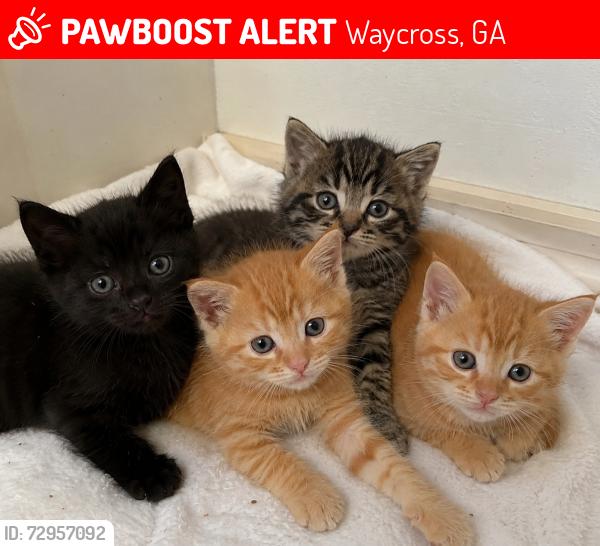 Lost Male Cat last seen Near Lamplighter Lane , Waycross, GA 31503