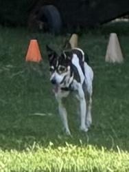 Found/Stray Female Dog last seen Arkansas, Spanish trail, Arlington, TX 76016