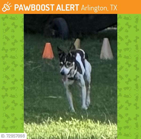 Found/Stray Female Dog last seen Arkansas, Spanish trail, Arlington, TX 76016