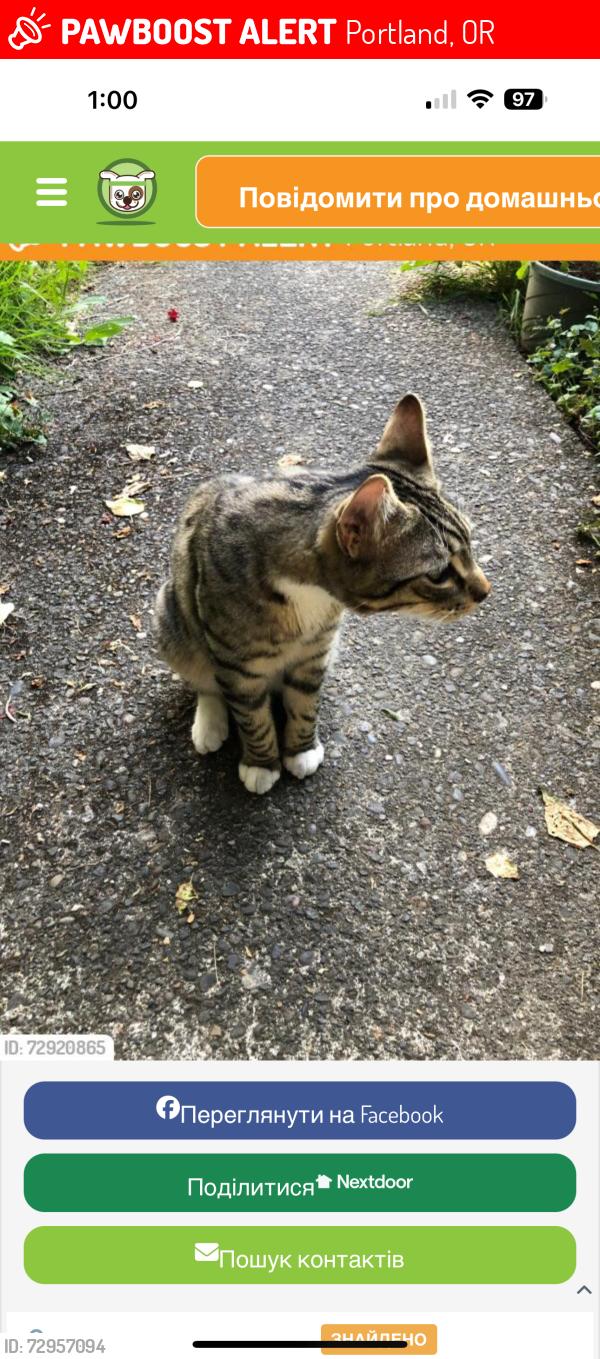 Lost Male Cat last seen Near avenue , Portland, OR 97202