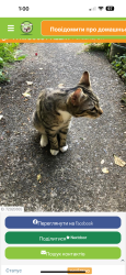 Lost Male Cat last seen Near avenue , Portland, OR 97202