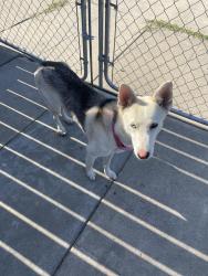 Found/Stray Female Dog last seen Between Cedar and Barton , Fresno, CA 93721