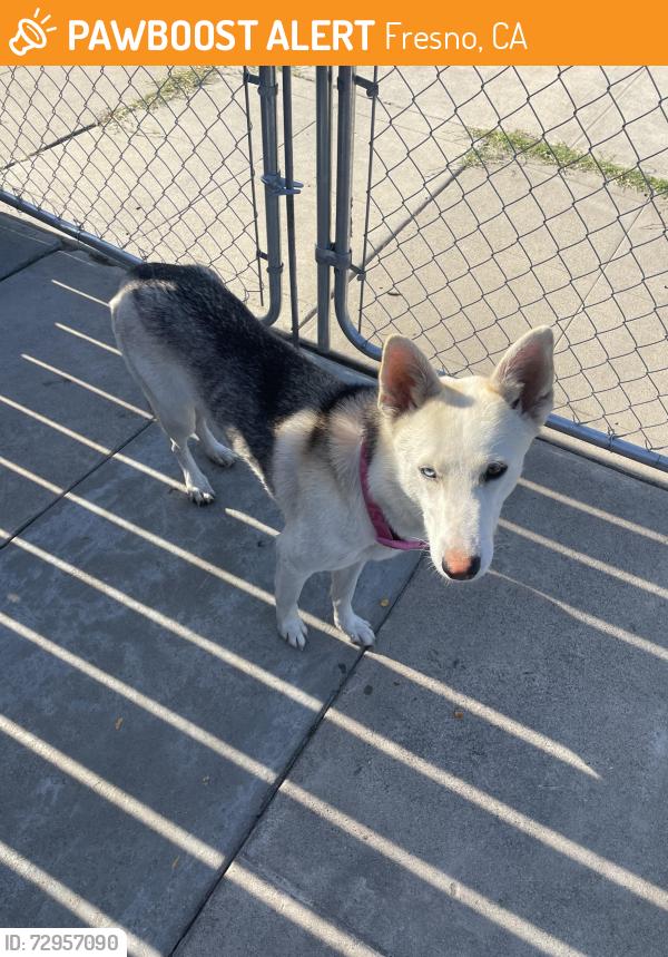 Found/Stray Female Dog last seen Between Cedar and Barton , Fresno, CA 93721