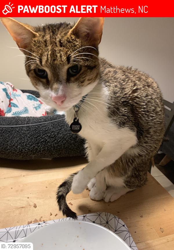 Lost Male Cat last seen english knoll drive and Marque place, Matthews, NC 28105