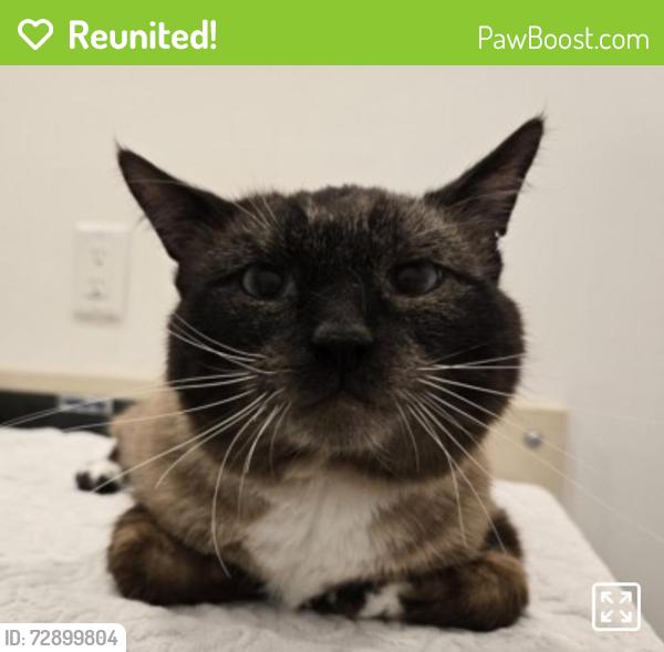 Reunited Male Cat last seen Comox Street and Guilford Street, Vancouver, BC V6G 1R1