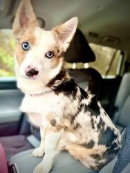 Reunited Male Dog last seen Near railroad ave , Midlothian, VA 23113