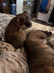 Reunited Male Dog last seen Grubbs rd , Forsyth County, NC 27051