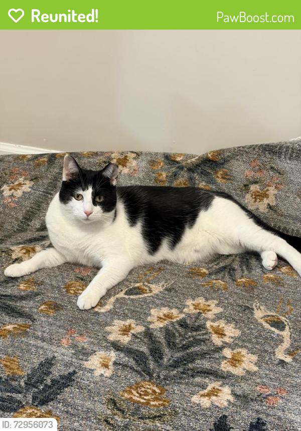 Reunited Male Cat last seen Walnut and Highland, Pittsburgh, PA 15232