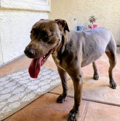 Reunited Female Dog last seen 28th Drive & Peoria Ave, Phoenix, AZ 85029