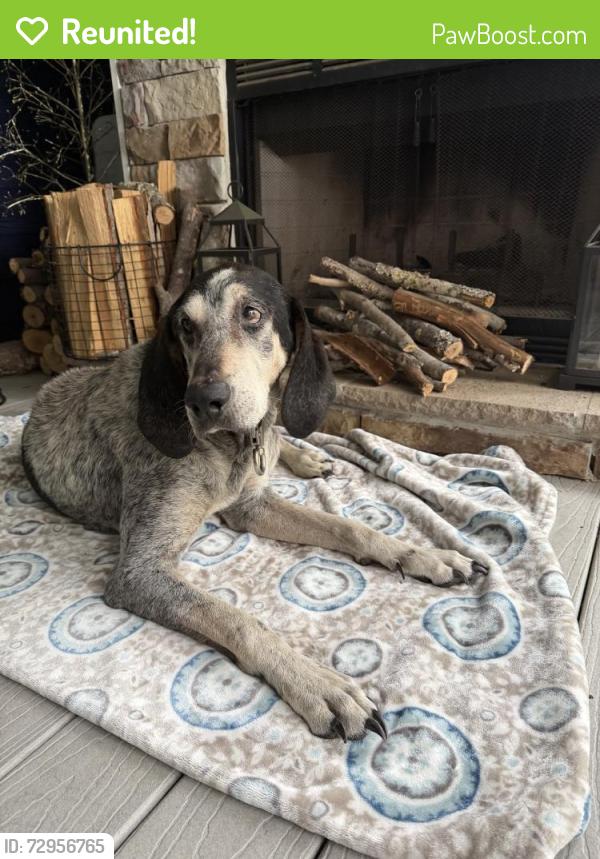 Reunited Male Dog last seen Near Country Club Dr Suite 2, Lillington, NC 27546, USA, Lillington, NC 27546