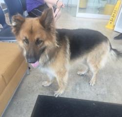 Shelter Stray Male Dog last seen Fort Worth, TX 76112, Fort Worth, TX 76119