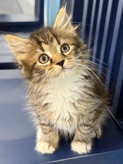 Shelter Stray Female Cat last seen Craven County, NC 28532, New Bern, NC 28562