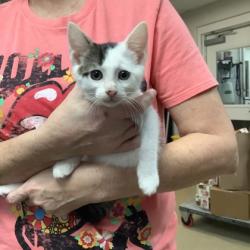 Shelter Stray Male Cat last seen Fort Worth, TX 76116, Fort Worth, TX 76119