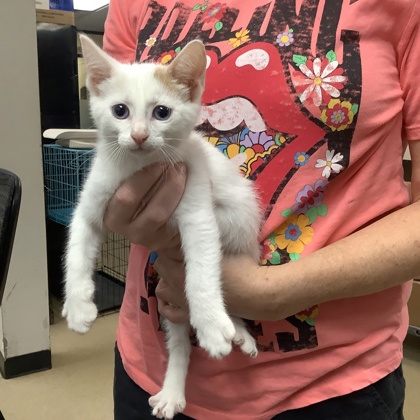 Shelter Stray Female Cat last seen Fort Worth, TX 76116, Fort Worth, TX 76119