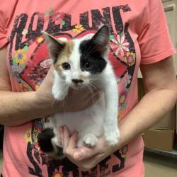 Shelter Stray Female Cat last seen Fort Worth, TX 76116, Fort Worth, TX 76119