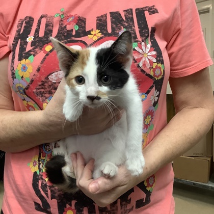 Shelter Stray Female Cat last seen Fort Worth, TX 76116, Fort Worth, TX 76119