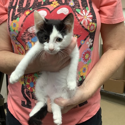Shelter Stray Male Cat last seen Fort Worth, TX 76116, Fort Worth, TX 76119