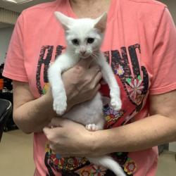 Shelter Stray Female Cat last seen Fort Worth, TX 76116, Fort Worth, TX 76119