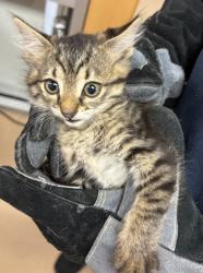 Shelter Stray Female Cat last seen Near Sundown Way Stone Mountain, 30087, 30087, GA, Atlanta, GA 30341