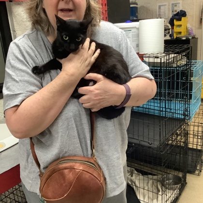 Shelter Stray Female Cat last seen Fort Worth, TX 76116, Fort Worth, TX 76119