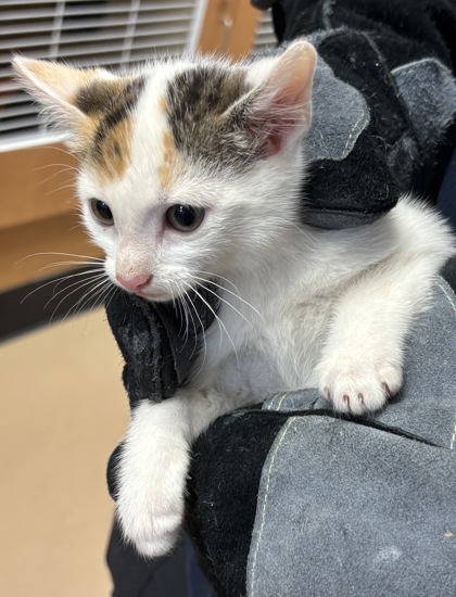 Shelter Stray Female Cat last seen Near Sundown Way Stone Mountain, 30087, 30087, GA, Atlanta, GA 30341