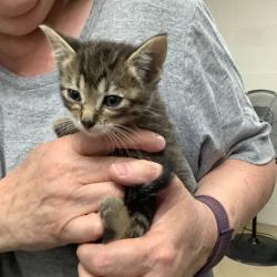 Shelter Stray Female Cat last seen Fort Worth, TX 76116, Fort Worth, TX 76119