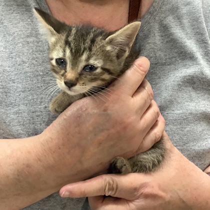 Shelter Stray Male Cat last seen Fort Worth, TX 76116, Fort Worth, TX 76119