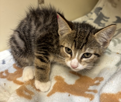 Shelter Stray Female Cat last seen Near Robinson Ave  Scottdale, GA 30079, 30079, GA, Atlanta, GA 30341