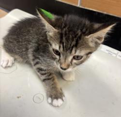 Shelter Stray Male Cat last seen Near Robinson Ave  Scottdale, GA 30079, 30079, GA, Atlanta, GA 30341