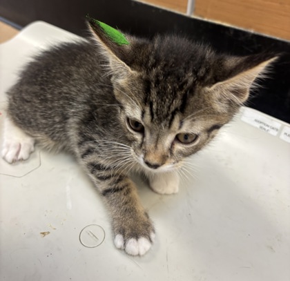 Shelter Stray Male Cat last seen Near Robinson Ave  Scottdale, GA 30079, 30079, GA, Atlanta, GA 30341