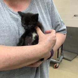 Shelter Stray Female Cat last seen Fort Worth, TX 76116, Fort Worth, TX 76119