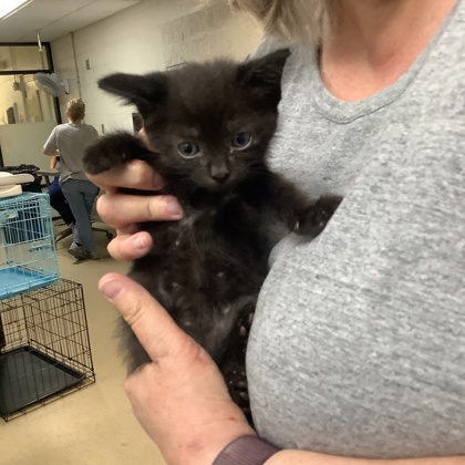 Shelter Stray Female Cat last seen Fort Worth, TX 76116, Fort Worth, TX 76119