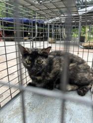 Shelter Stray Female Cat last seen Knoxville, TN 37920, Knoxville, TN 37919