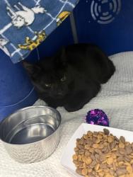 Shelter Stray Unknown Cat last seen Eau Claire, WI 54703, Eau Claire, WI 54701