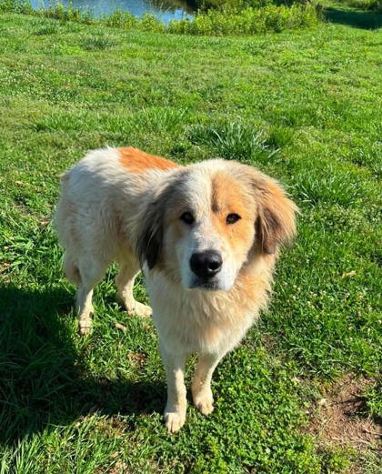 Shelter Stray Male Dog last seen Pickens County, SC 29671, Pickens, SC 29671