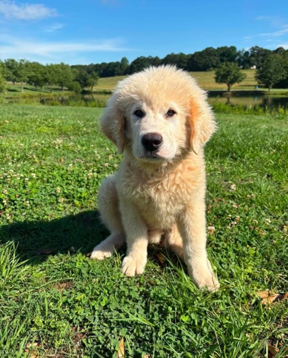 Shelter Stray Male Dog last seen Pickens County, SC 29671, Pickens, SC 29671